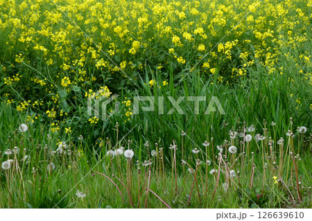岩手県小岩井農場の色鮮やかな菜の花ロード　宮沢賢治が愛した小岩井農場の菜の花ロード 126639610