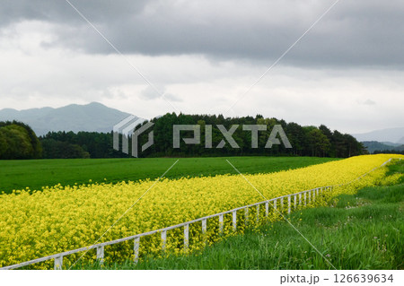 岩手県小岩井農場の色鮮やかな菜の花ロード　宮沢賢治が愛した小岩井農場の菜の花ロード 126639634
