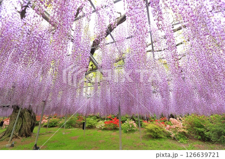 あしかがフラワーパーク 藤の花 あしかがフラワーパーク 藤の花 126639721