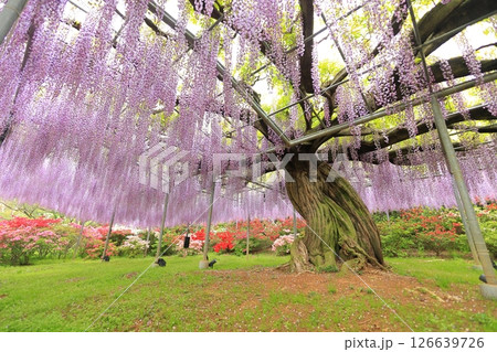 あしかがフラワーパーク 藤の花 あしかがフラワーパーク 藤の花 126639726