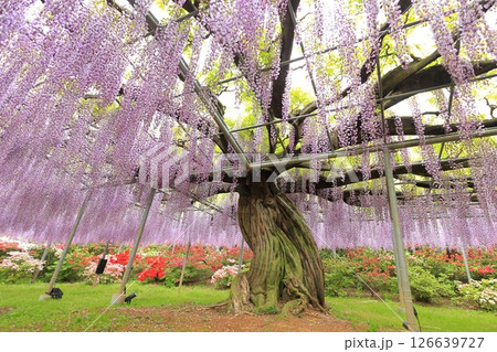 あしかがフラワーパーク 藤の花 あしかがフラワーパーク 藤の花 126639727