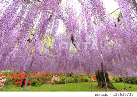 あしかがフラワーパーク 藤の花 あしかがフラワーパーク 藤の花 126639739