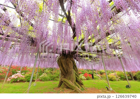 あしかがフラワーパーク 藤の花 あしかがフラワーパーク 藤の花 126639740