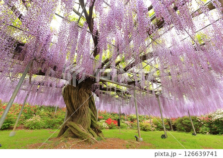 あしかがフラワーパーク 藤の花 あしかがフラワーパーク 藤の花 126639741