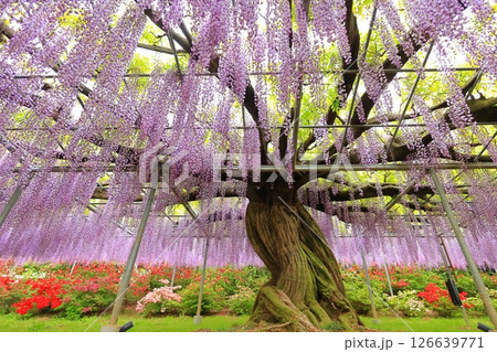 あしかがフラワーパーク　藤の花 126639771