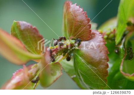 Aphids and ants on a plant stem. Concept of gardening, plant diseases and garden pest control. Symbiosis of insects in the wild nature. Macro photo close up Aphids and ants on a plant stem. Concept of gardening, plant diseases and garden pest control. Symbiosis of insects in the wild nature. Macro photo close up 126639870