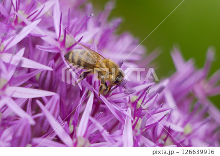 A bee collects nectar and pollinates a purple flower. Macro photo close up with copy space. The concept of beekeeping and honey production 126639916