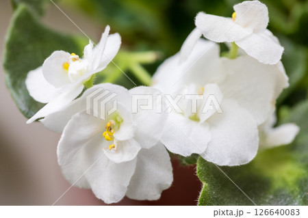 Beautiful close-up view of white flowers blooming amidst green leaves Beautiful close-up view of white flowers blooming amidst green leaves 126640083