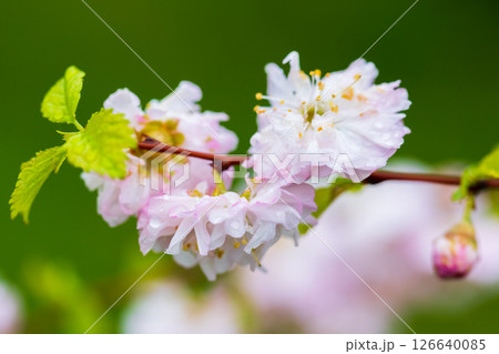 Prunus serrulata in bloom. Delicate pink cherry blossoms Prunus serrulata in bloom. Delicate pink cherry blossoms 126640085