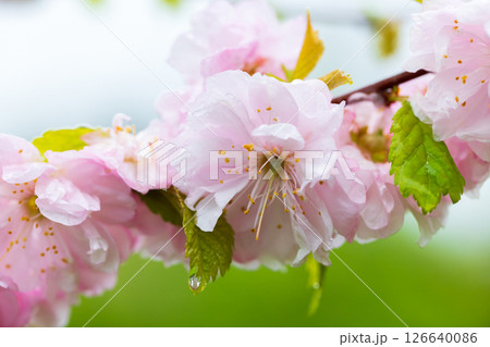 Delicate pink cherry blossoms surrounded by green leaves, 126640086