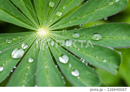 A vibrant green lupine leaf adorned with sparkling dew drops 126640087