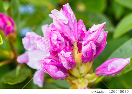 Bright and colorful pink buds of Rhododendron catawbiense with dew Bright and colorful pink buds of Rhododendron catawbiense with dew 126640089