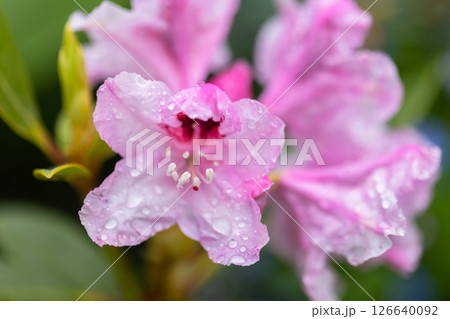 Rhododendron catawbiense in bloom. Bright and colorful pink flowers 126640092