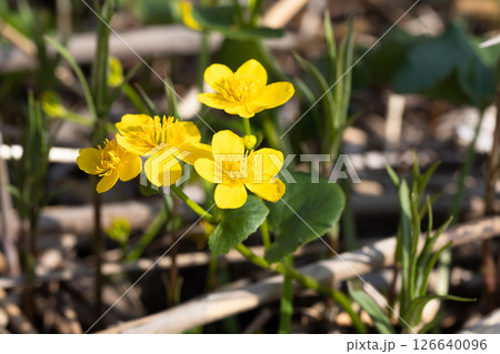 Yellow flowers of Caltha palustris are beautifully blooming Yellow flowers of Caltha palustris are beautifully blooming 126640096