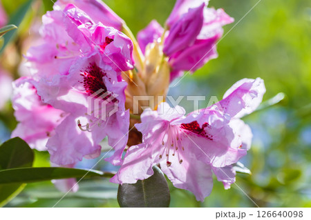 Rhododendron catawbiense. Bright and colorful pink flowers 126640098