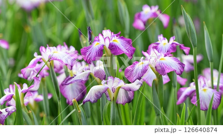 ハナショウブ/花菖蒲/Japanese iris ハナショウブ/花菖蒲/Japanese iris 126640874