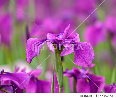 ハナショウブ/花菖蒲/Japanese iris ハナショウブ/花菖蒲/Japanese iris 126640878
