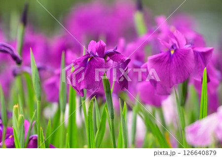ハナショウブ/花菖蒲/Japanese iris 126640879