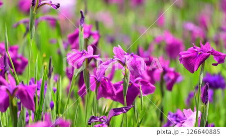 ハナショウブ/花菖蒲/Japanese iris 126640885