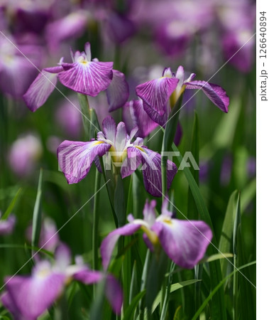 ハナショウブ/花菖蒲/Japanese iris 126640894