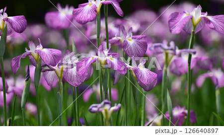 ハナショウブ/花菖蒲/Japanese iris ハナショウブ/花菖蒲/Japanese iris 126640897