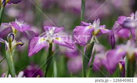 ハナショウブ/花菖蒲/Japanese iris ハナショウブ/花菖蒲/Japanese iris 126640901