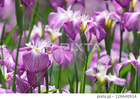 ハナショウブ/花菖蒲/Japanese iris 126640914