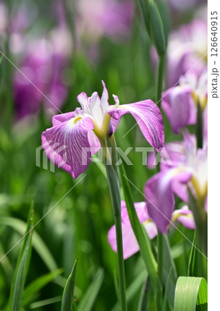 ハナショウブ/花菖蒲/Japanese iris ハナショウブ/花菖蒲/Japanese iris 126640915