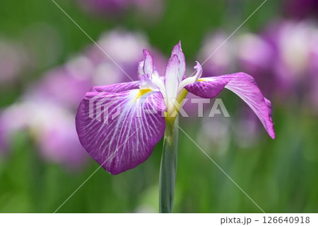 ハナショウブ/花菖蒲/Japanese iris 126640918
