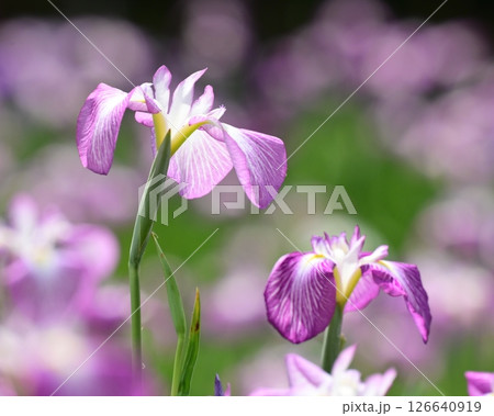 ハナショウブ/花菖蒲/Japanese iris ハナショウブ/花菖蒲/Japanese iris 126640919