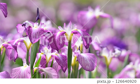 ハナショウブ/花菖蒲/Japanese iris ハナショウブ/花菖蒲/Japanese iris 126640920