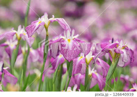 ハナショウブ/花菖蒲/Japanese iris ハナショウブ/花菖蒲/Japanese iris 126640939