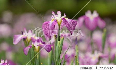 ハナショウブ/花菖蒲/Japanese iris 126640942