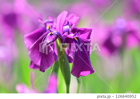 ハナショウブ/花菖蒲/Japanese iris ハナショウブ/花菖蒲/Japanese iris 126640952