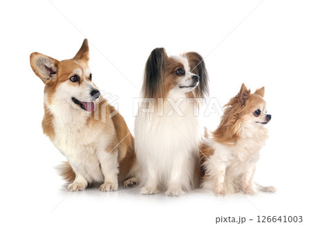 Pembroke Welsh Corgi, papillon dog and chihuahua Pembroke Welsh Corgi, papillon dog and chihuahua 126641003
