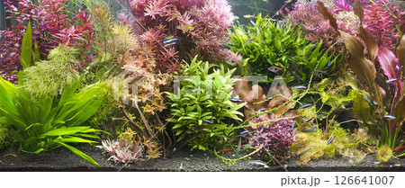 photo of planted tank photo of planted tank 126641007