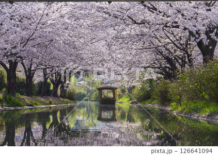 満開の桜が川を覆う春の屋形船風景 126641094