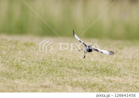 飛び立つセキレイ 126641438