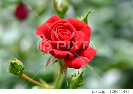 真っ赤なバラ 真っ赤なバラ 126641455