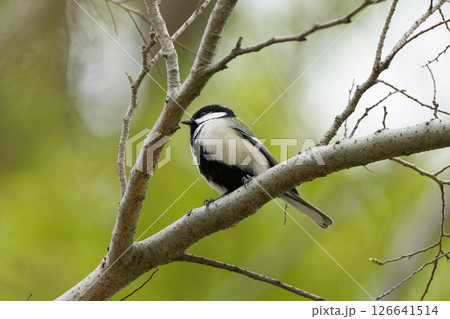 枝にとまるシジュウカラの春のひととき 126641514