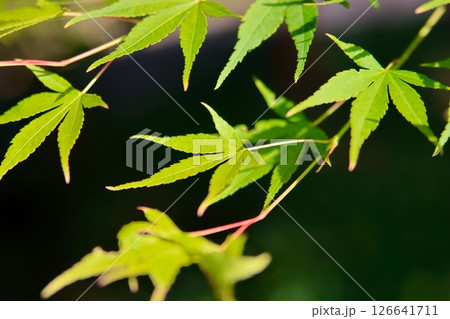 青紅葉 青紅葉 126641711