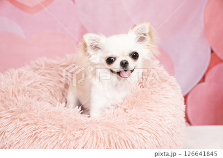 ピンクバックと白いベッドに入ったチワワ 126641845