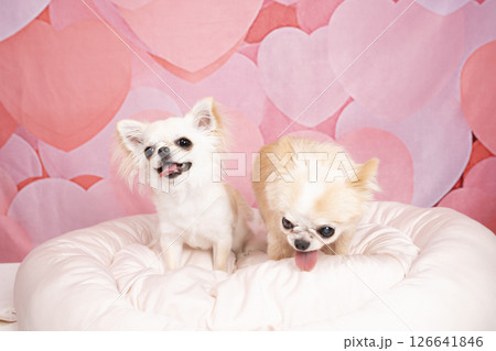 ピンクバックと2匹のチワワ ピンクバックと2匹のチワワ 126641846