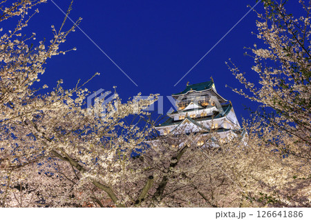 大阪城の桜ライトアップ (大阪府大阪市中央区) 大阪城の桜ライトアップ (大阪府大阪市中央区) 126641886