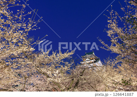 大阪城の桜ライトアップ (大阪府大阪市中央区) 126641887