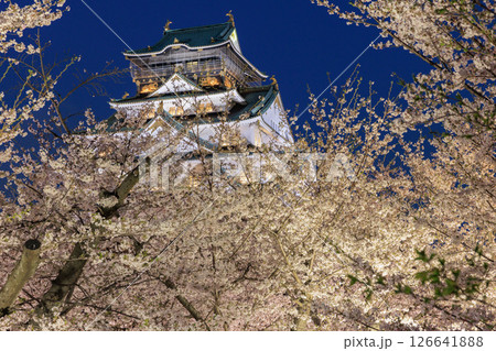 大阪城の桜ライトアップ (大阪府大阪市中央区) 126641888