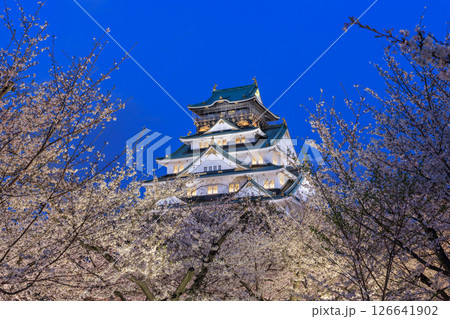 大阪城の桜ライトアップ (大阪府大阪市中央区) 大阪城の桜ライトアップ (大阪府大阪市中央区) 126641902