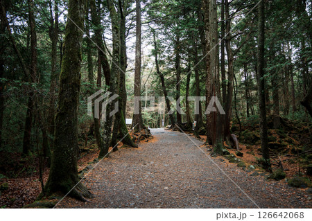 Mystical Trails and Tree Roots in Aokigahara Forest Mystical Trails and Tree Roots in Aokigahara Forest 126642068