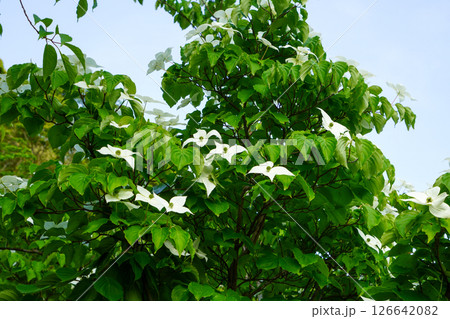 ヤマボウシ ヤマボウシ 126642082