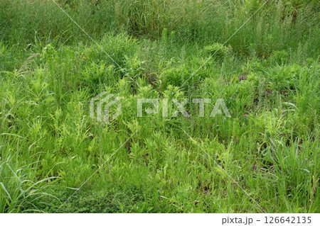 空き地　荒地　雑草　土地　vacant lot 126642135